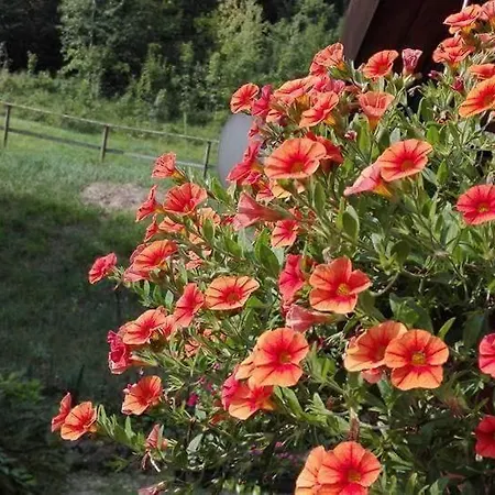 Camping Clusone Pineta